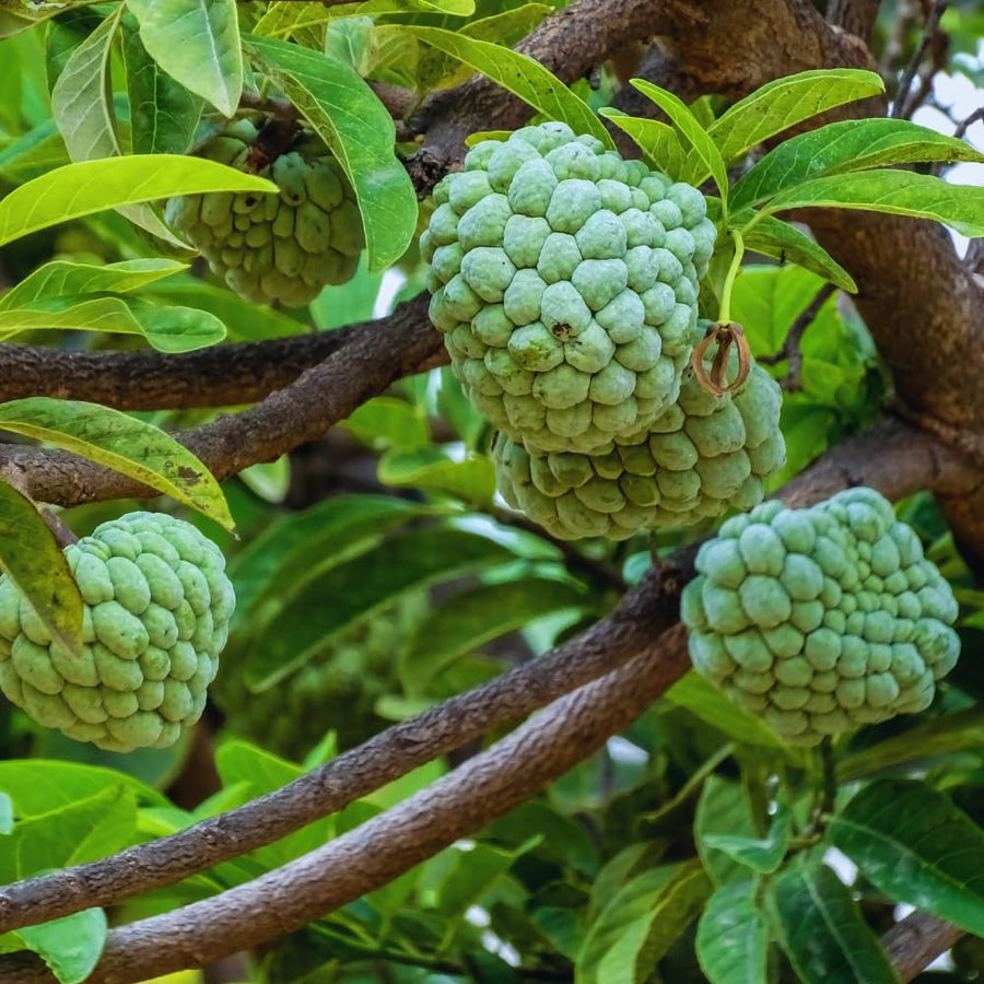 Sugar Apple Tree Live Plant, Custard Apple Plant Live, Easy to Plant Fruit Garden Tropical, 3 Feet to 4 Feet Long, Zone 10 to 11