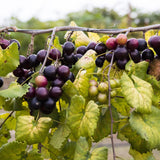 2 Muscadine Grape Vine Plant Live for Planting Outdoors, Potted 4 Inc, Muscadine Grape Plant Live Grape Tree to Grow, Grape Fruit Tree Live Plant