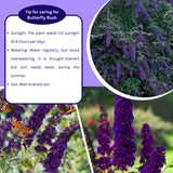 2 Butterfly Bush Shrubs Plants, Black Butterfly Bush Live Plants Trees Shrub for Planting Garden Indoor Outdoor