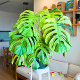 Thai Constellation Philodendron Live Plants, Philodendrons Plants Size 5-9 Inc for Indoor Houseplant Décor, Ornamental Tropical Well-Rooted