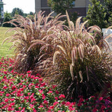 2 Red Purple Fountain Grass Plants Live for Planting, Ornamental Grass Perennial Garden Size 5 to 9 Inch Tall