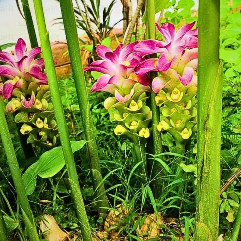 Pack 2 Curcuma Turmeric Ginger Plants Live - Size 5-8 Inch Tall - Live Ginger Vegetable for Planting - Ginger Seedlings