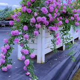 Purple Climbing Rose Live Plant, Fragrant Rose Bush Ready to Plants, Zone 5 to 9, Size 5 to 7 Inches and Bare Root