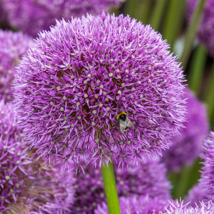 5 Allium Bulbs for Planting, Allium Gladiator Bulbs, Purple Blooming Onion Flowering Perennial for Spring and Summer Garden