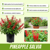 2 Salvia Plants, Pineapple Salvia Live Plants, 4-6 Inches Tall, 4 Inches Pot, Long Blooming Red Flowers for Indoor Outdoor Growing