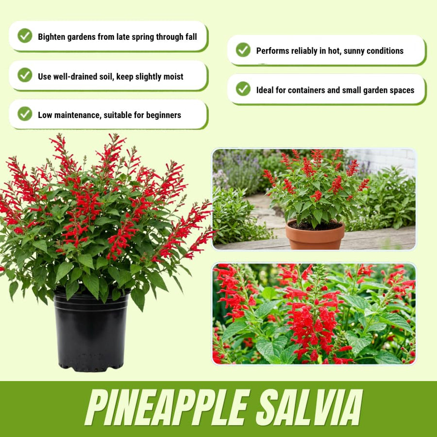 2 Salvia Plants, Pineapple Salvia Live Plants, 4-6 Inches Tall, 4 Inches Pot, Long Blooming Red Flowers for Indoor Outdoor Growing