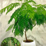 Blue Jacaranda Tree Live Plant, Flowering Jacaranda Mimosifolia 8–10 Inches Tall, Ornamental Outdoor Tree with Blue Purple Blooms