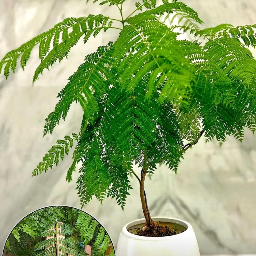 Blue Jacaranda Tree Live Plant, Flowering Jacaranda Mimosifolia 8–10 Inches Tall, Ornamental Outdoor Tree with Blue Purple Blooms