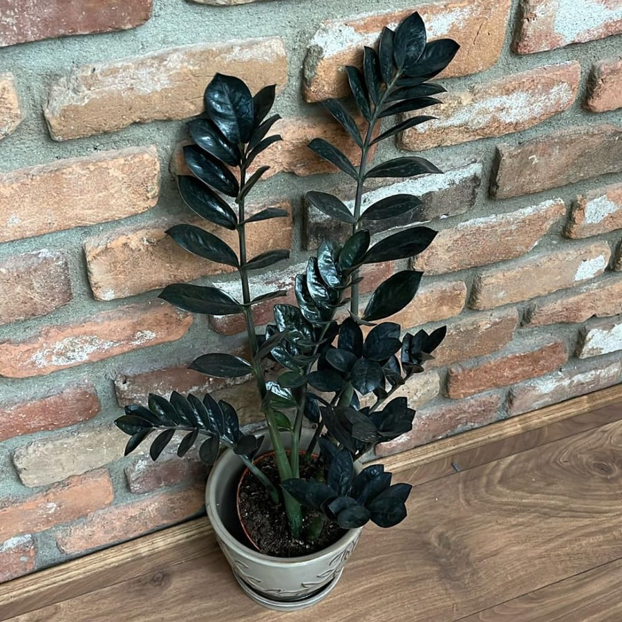 Black ZZ Plant, Live Indoor Houseplant, 3 Inch Pot Black Foliage Plant for Home Garden, Office