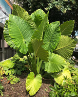 Giant Green Colocasia Plants, 3-6" Elephant Ear Esculenta Taro Alocasia Live Plant for Outdoor Planting, Alocasia Plants Bare Root, No Pot, Live Colocasia Houseplant