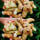 2 Thai Ginger Plants Live in Pot, Galangal Ginger for Herb Outdoor Growing, Starter Size, Fast-Growing