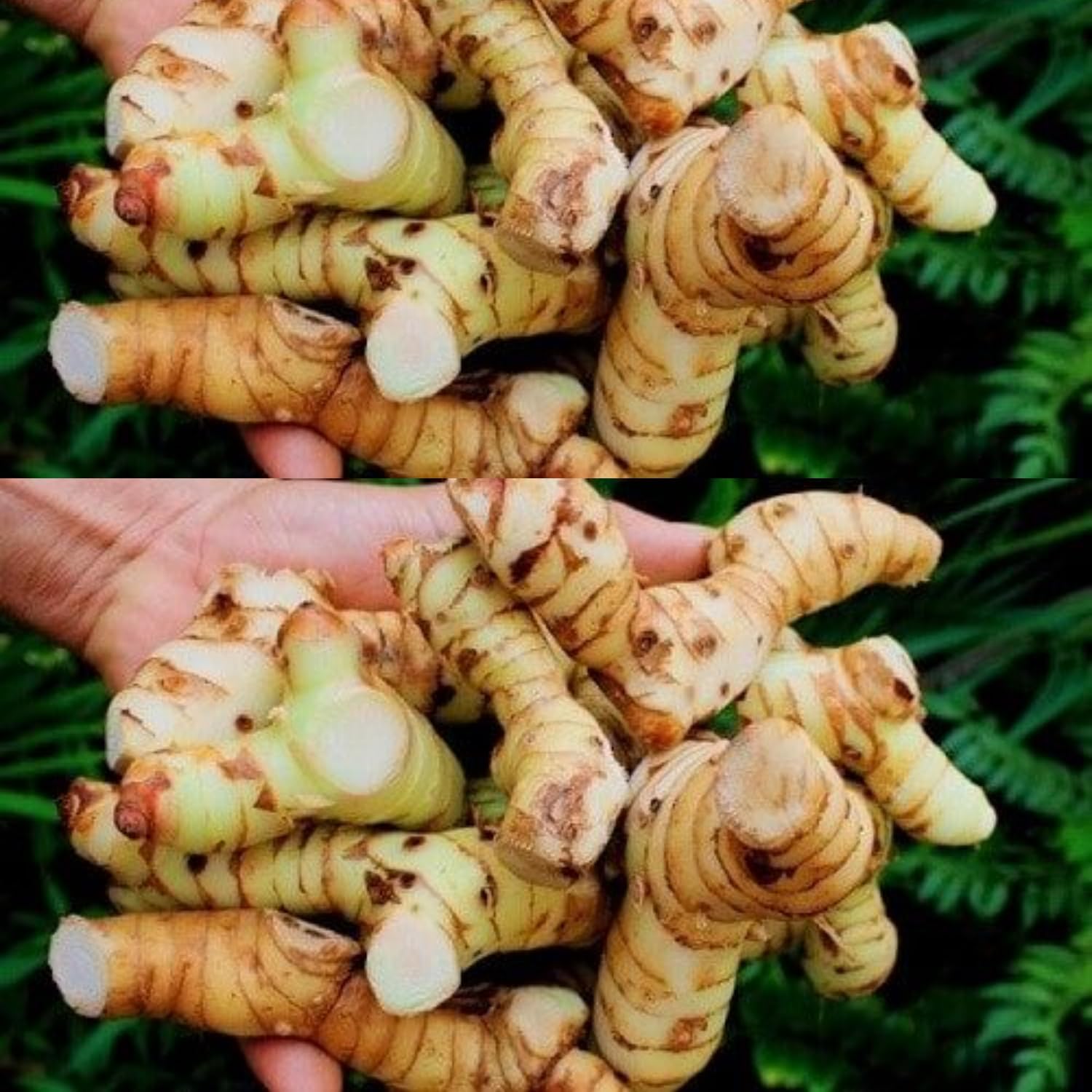2 Thai Ginger Plants Live in Pot, Galangal Ginger for Herb Outdoor Growing, Starter Size, Fast-Growing