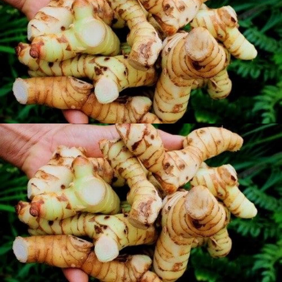 2 Thai Ginger Plants Live in Pot, Galangal Ginger for Herb Outdoor Growing, Starter Size, Fast-Growing