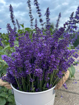 2 Live Lavender Plants, Purple Lavender Starter Plants in 3'' Pot, Fragrant Flowering Herb for Gardens, Planters and Indoor Pots (Very Fragrant Lavenders)