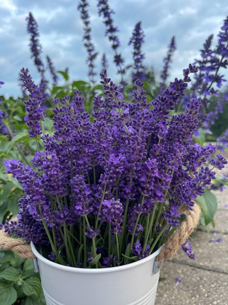 2 Live Lavender Plants, Purple Lavender Starter Plants in 3'' Pot, Fragrant Flowering Herb for Gardens, Planters and Indoor Pots (Very Fragrant Lavenders)