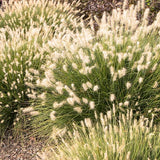 2 Mixed Fountain Grass Live Plants, Perennial Grass Clumps for Outdoor Landscaping Growing, Ornamental Grasses Ready to Grow 4-9 Inches