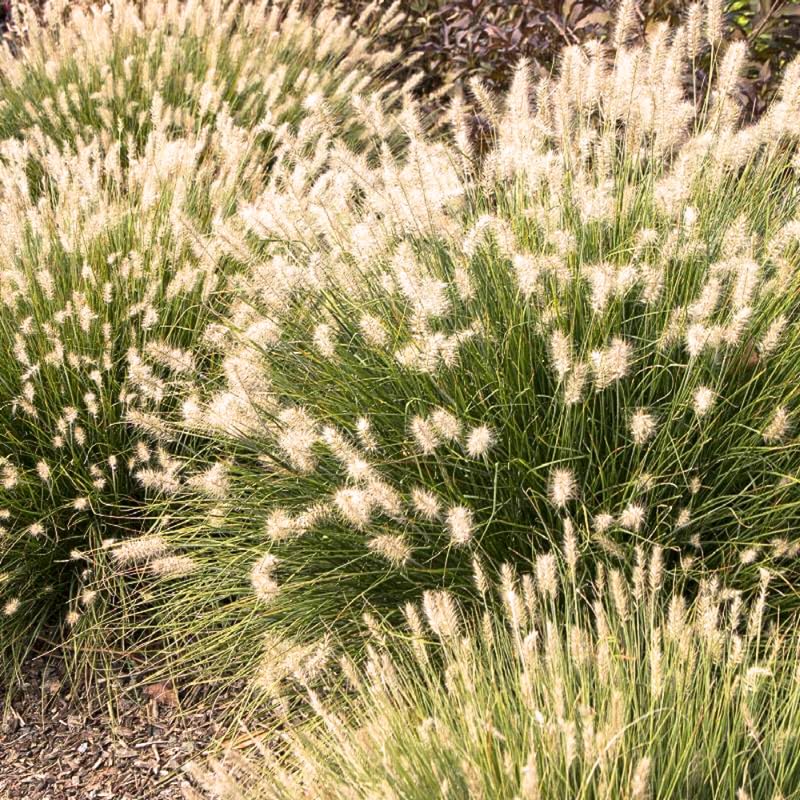 2 Mixed Fountain Grass Live Plants, Perennial Grass Clumps for Outdoor Landscaping Growing, Ornamental Grasses Ready to Grow 4-9 Inches