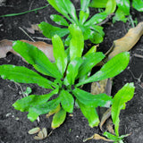 Culantro Herb Plant Live, Tropical Culantro Herb, 4 Inches Tall in 4 Inch Pot, Edible Plant for Home Garden