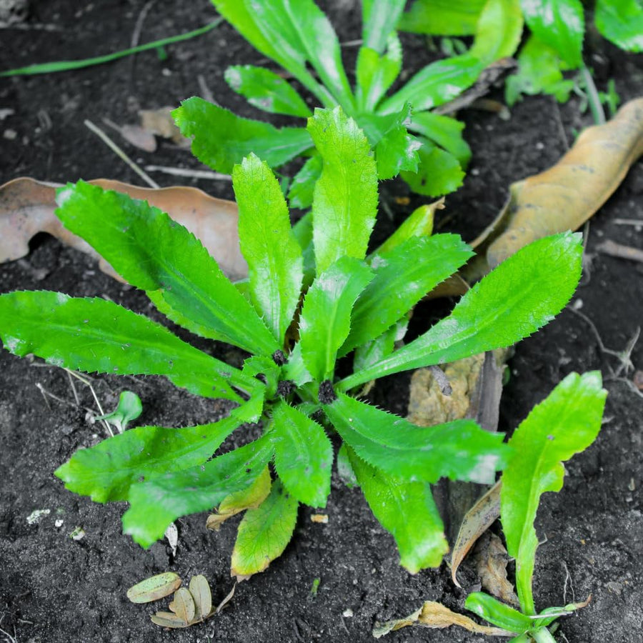 Culantro Herb Plant Live, Tropical Culantro Herb, 4 Inches Tall in 4 Inch Pot, Edible Plant for Home Garden