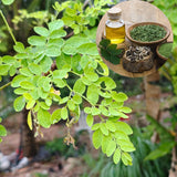 Moringa Tree Live Plant in 4'' Pot, Moringa Tree Seedlings, Drumstick Horseradish Tree, Outdoor or Container Planting, 4-7 Inches Plant