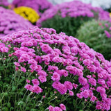 Chrysanthemum Plants Live Tree Well Rooted, 4 to 6 Inches Tall, Mums Plants Live, 2 Plants for The Patio and Garden (Purple)