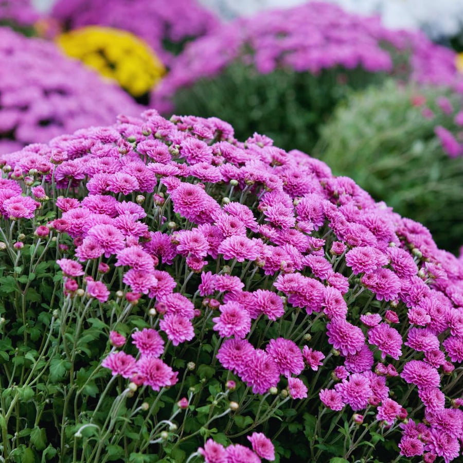 Chrysanthemum Plants Live Tree Well Rooted, 4 to 6 Inches Tall, Mums Plants Live, 2 Plants for The Patio and Garden (Purple)