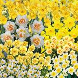 10 Assorted Daffodil Bulbs for Planting, Spring Blooming Narcissus Bulbs, Suitable for Garden and Landscape