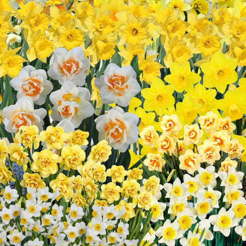 10 Assorted Daffodil Bulbs for Planting, Spring Blooming Narcissus Bulbs, Suitable for Garden and Landscape