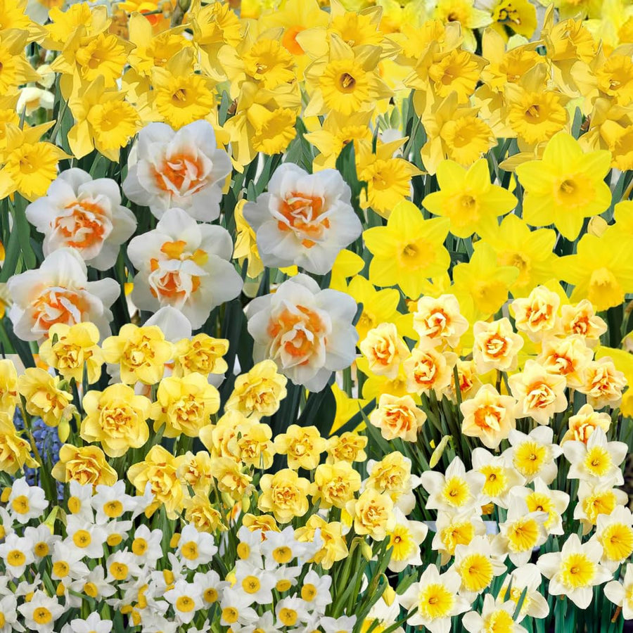 10 Assorted Daffodil Bulbs for Planting, Spring Blooming Narcissus Bulbs, Suitable for Garden and Landscape