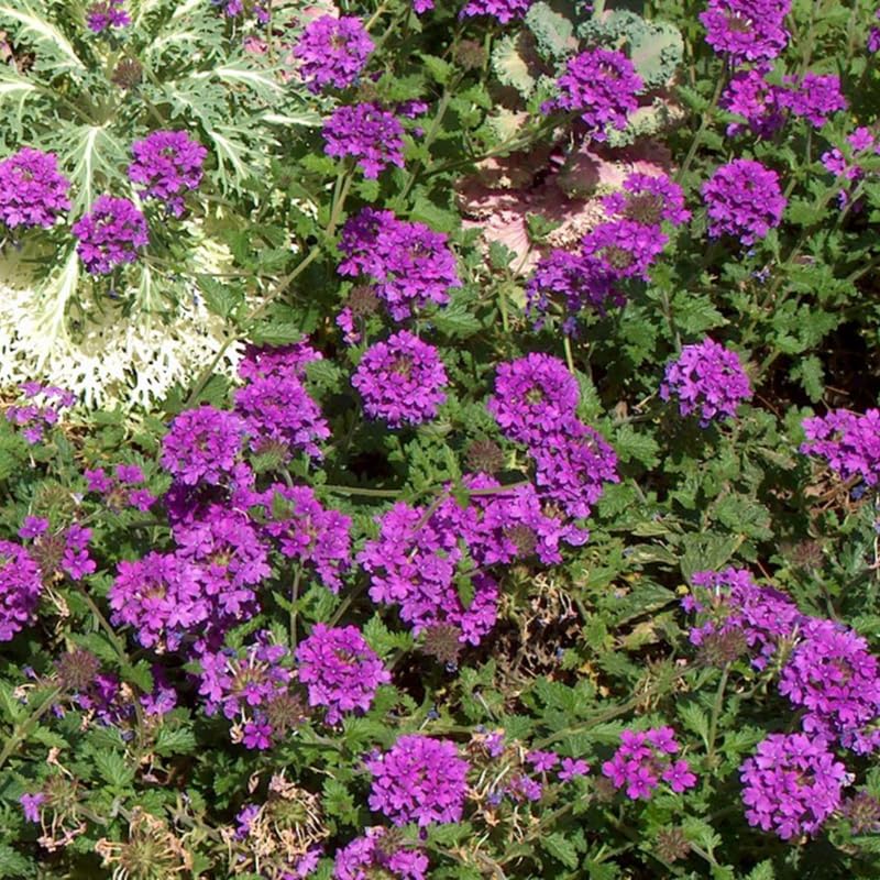 3 Trailing Perennial Purple Verbena Plants, 5-10 Inches Tall Verbena Bushes Shrubs, Well Rooted