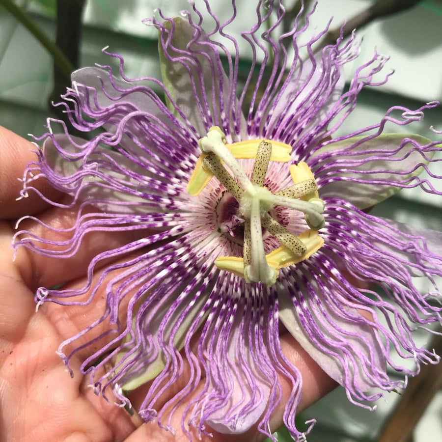 Purple Maypop Passion Flower Vine Plant, 4-7 Inch Starter Plant - Cold Hardy Passiflora Incarnata Climbing Vine, Vibrant Blooms, Passiflora Plant in Soil