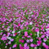 500 Mix Cosmos Flower Seeds, Cosmos Seeds for Planting Outdoor