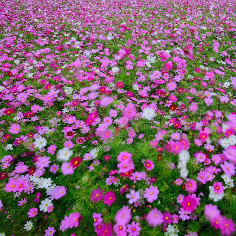 500 Mix Cosmos Flower Seeds, Cosmos Seeds for Planting Outdoor