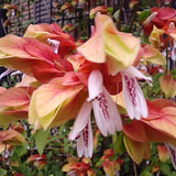 2 Red Shrimp Plants Live, Live Shrimp Plants, 4 to 6 Inc Tall, Shrimp Live Plants for Garden, 2 Plants Indoor Outdoor