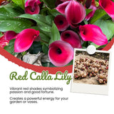 3 Red Calla Lily Bulbs for Outdoor Planting, Ornamental Flowers for Patio Pots, Landscape Borders and Garden, Flower Bulbs for Growing