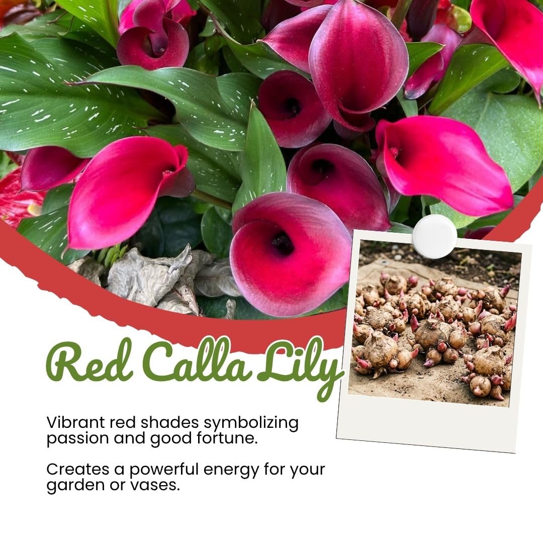 3 Red Calla Lily Bulbs for Outdoor Planting, Ornamental Flowers for Patio Pots, Landscape Borders and Garden, Flower Bulbs for Growing