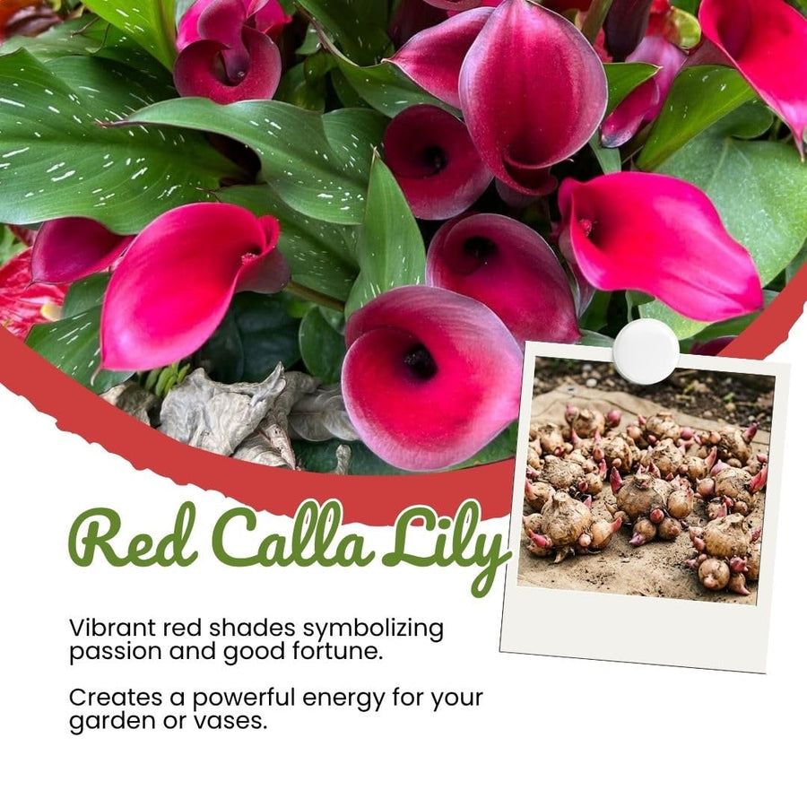 3 Red Calla Lily Bulbs for Outdoor Planting, Ornamental Flowers for Patio Pots, Landscape Borders and Garden, Flower Bulbs for Growing