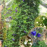 Butterfly Pea Plant Live, 6 to 10 Inc Tall Butterfly Flower Vine Plant Live Growing, 4 Inc Potted (Blue)