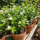 Live Sambac Jasmine Plant, Well Rooted Jasmine Vine in Gallon Pot, Extremely Fragrant, Hardy, Indoor Outdoor Planting
