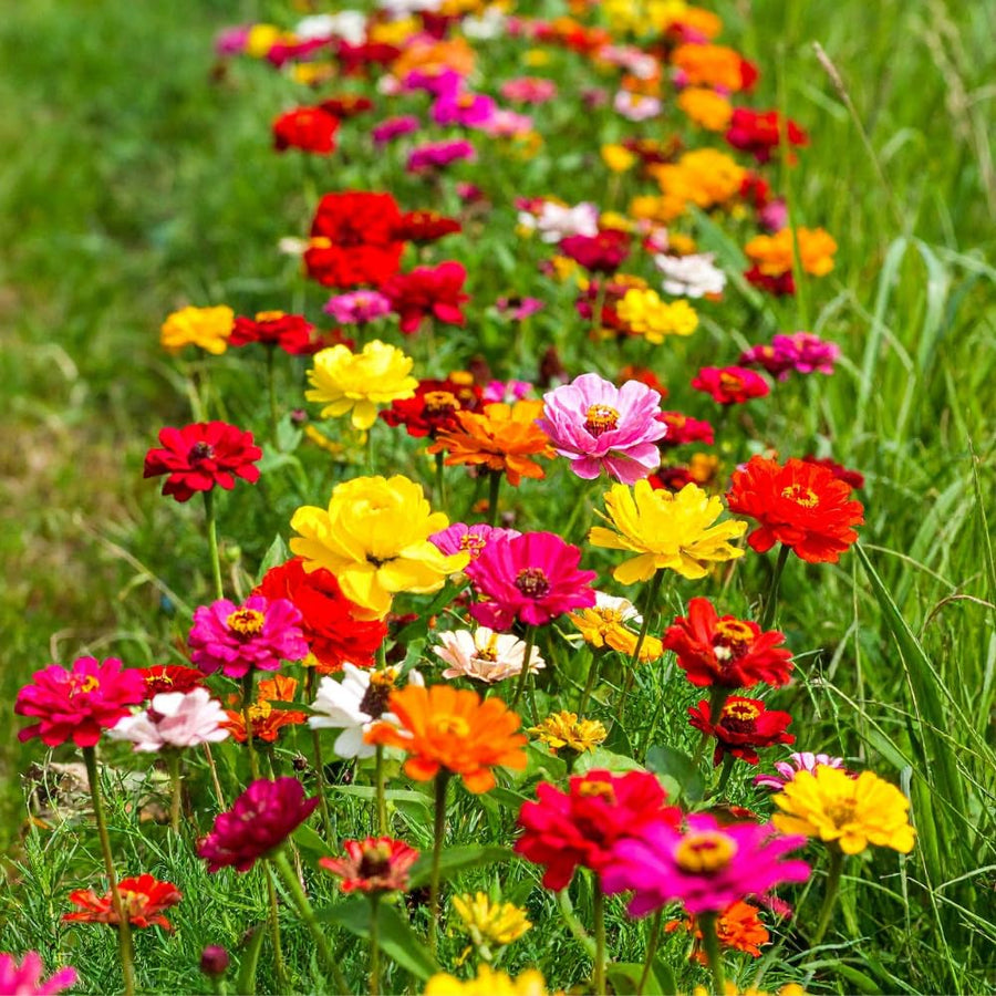 Pack of 1000 Zinnia Seeds, Mix Zinnia Seeds for Planting, Colorful Summer Blooms, Long Lasting Annual Flowers for Indoor Outdoor Garden