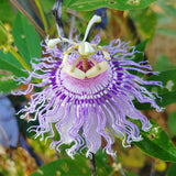 Light Purple Passion Flower Plant - Light Purple Passion Flower Vine Live Plant - Size 5 to 7 Inch Tall, Passiflora Flowers Starter Plant, Without Pot