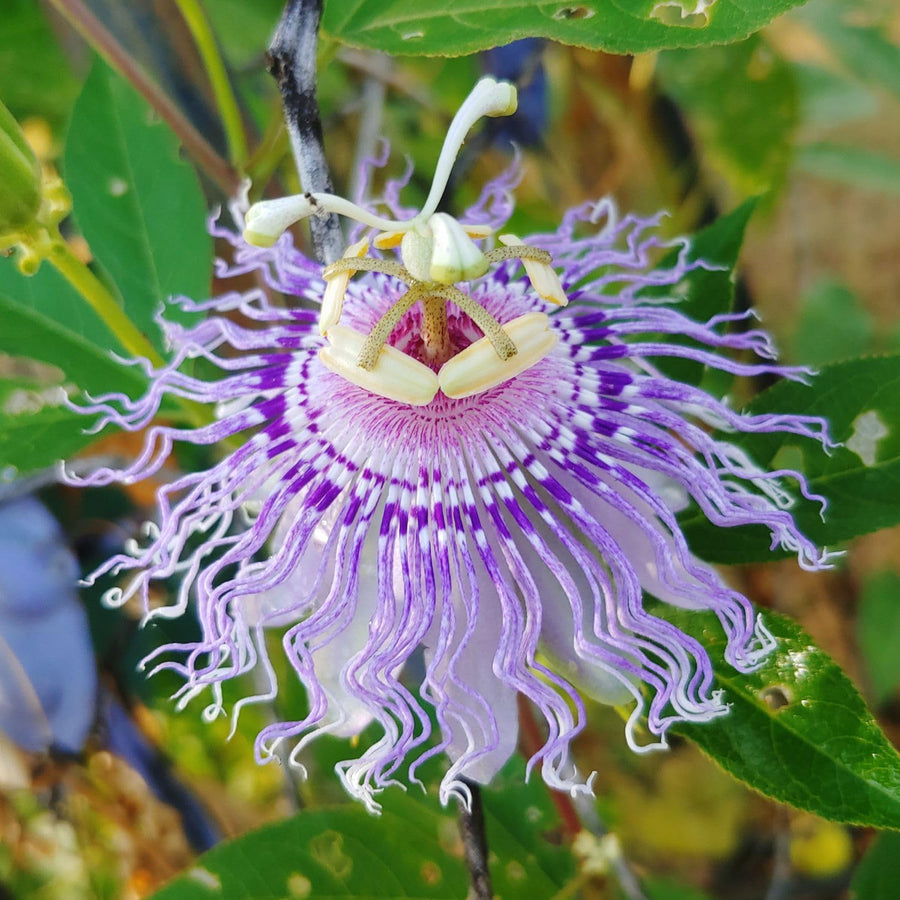 Light Purple Passion Flower Plant - Light Purple Passion Flower Vine Live Plant - Size 5 to 7 Inch Tall, Passiflora Flowers Starter Plant, Without Pot