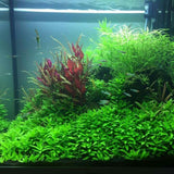 100 Aquarium Water Grass Seeds, Aquarium Plant Seeds, Water Grass Ground Covering Plant Seed, Grass Seed for Ground Covering