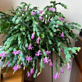 Pink Christmas Cactus Plants Live, 4 to 6 Inch Tall Live Christmas Cactus Bare Roots, Perennial Well Rooted Flower Plants, Holiday Houseplant, No Pot