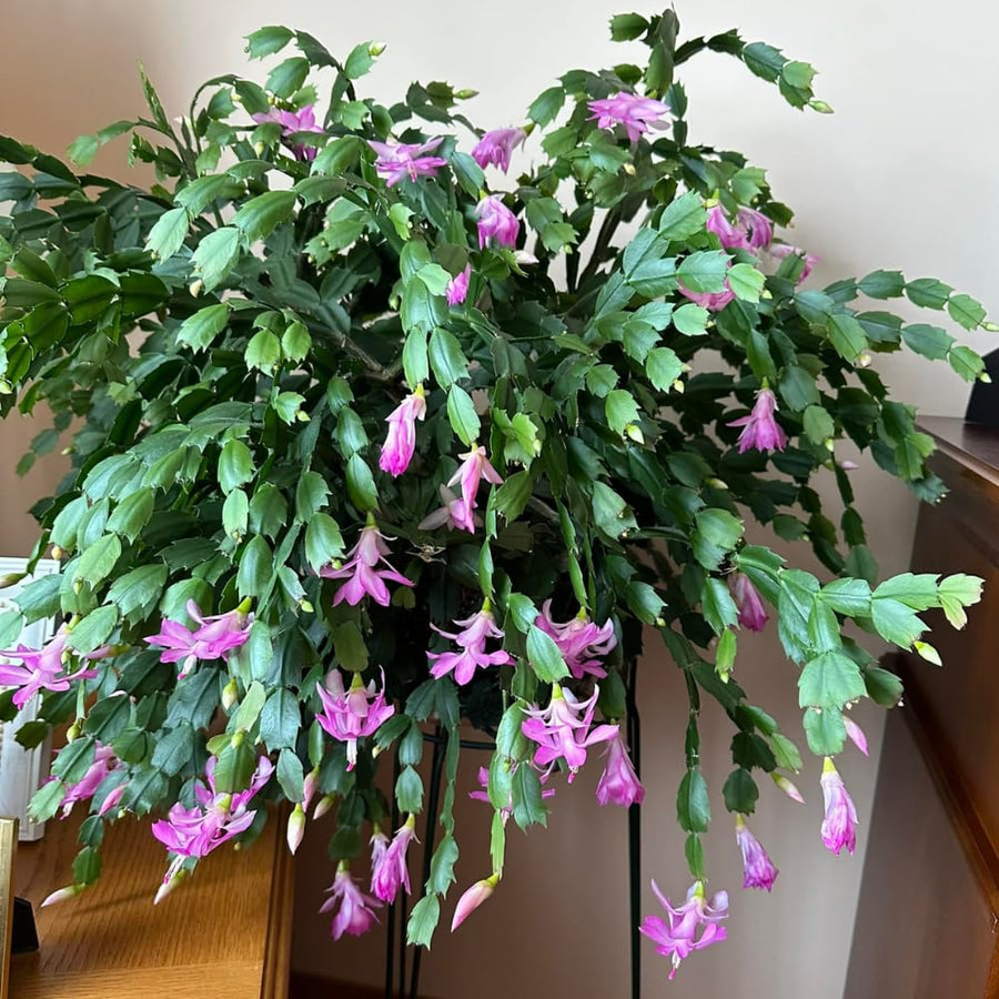 Pink Christmas Cactus Plants Live, 4 to 6 Inch Tall Live Christmas Cactus Bare Roots, Perennial Well Rooted Flower Plants, Holiday Houseplant, No Pot