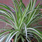 Curly Spider Plant Live, Variegated Spider Plant, 5-7 Inches Tall for Planting