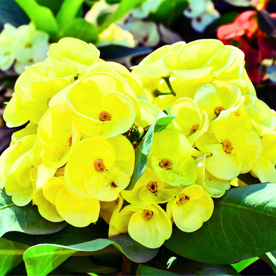 Crown of Thorns Plant, Euphorbia Milii Plant Live, Crown of Thorns Cactus Plant 4 to 7 Inches Height No Pot, Live Cactus Plant Indoor (Yellow)
