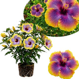 Purple Yellow Hibiscus Plant Live, Well-Rooted Hibiscus Flowers, 5-7 Inches Tall, Tropical Flowering for Indoor Outdoor Planting