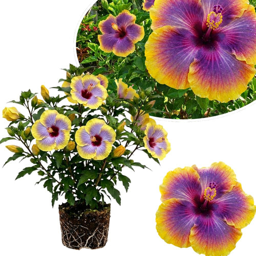 Purple Yellow Hibiscus Plant Live, Well-Rooted Hibiscus Flowers, 5-7 Inches Tall, Tropical Flowering for Indoor Outdoor Planting