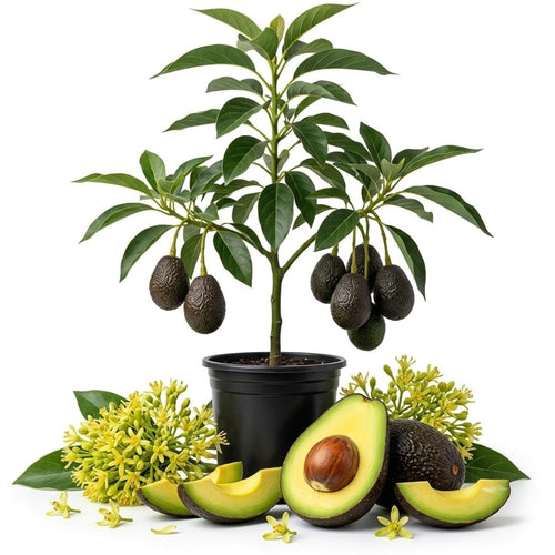 HASS Avocado Tree Plant Live, Well-Rooted Fruit Seedling, 6-10" Tall